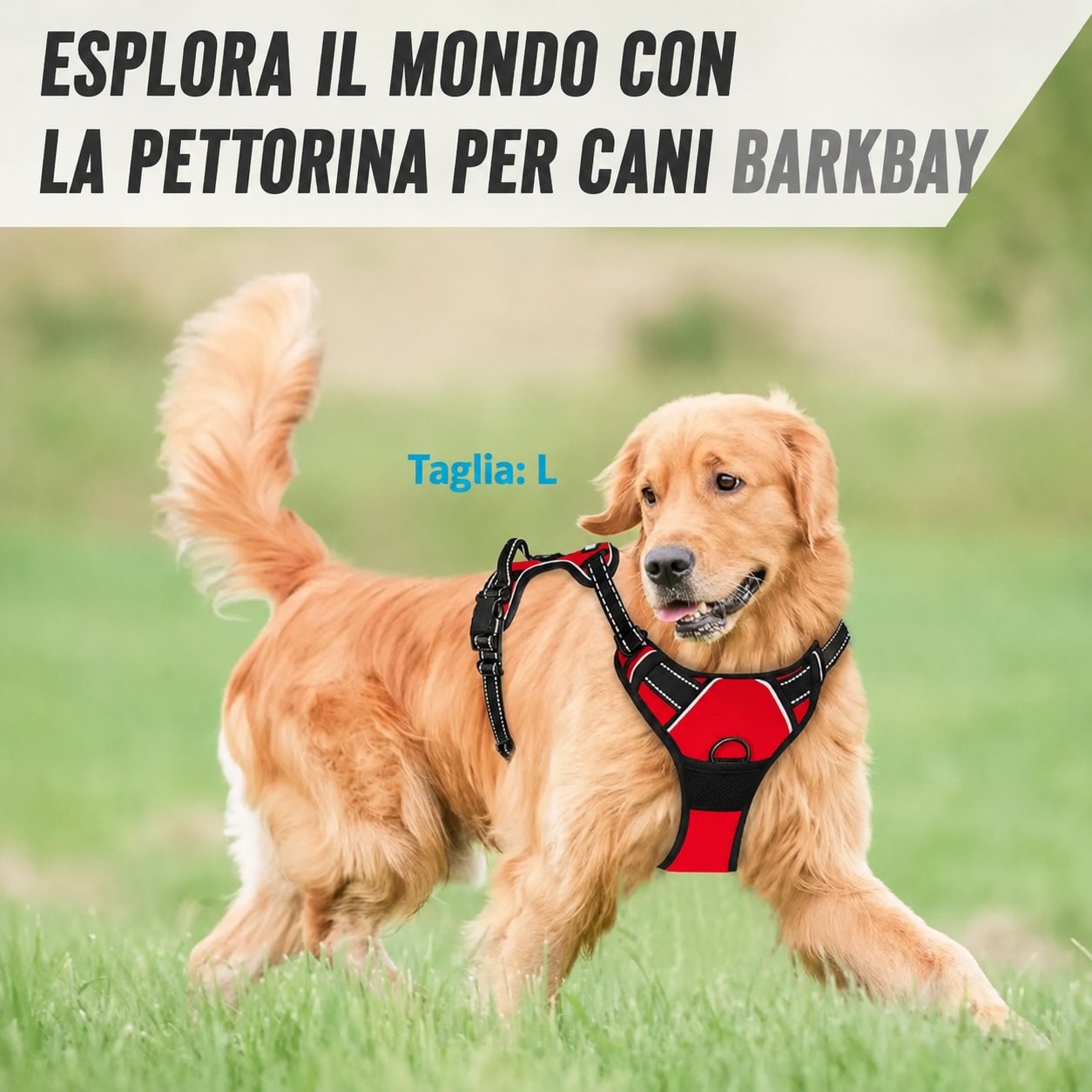 Set Collare, Pettorina e Guinzaglio in Pelle per Cani — foto 5