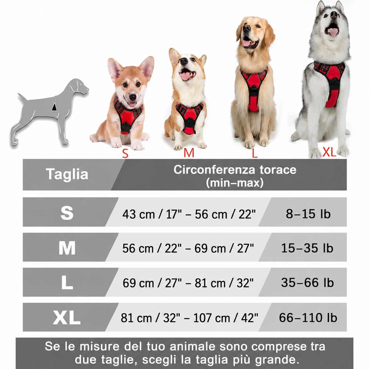 Set Collare, Pettorina e Guinzaglio in Pelle per Cani — foto 3