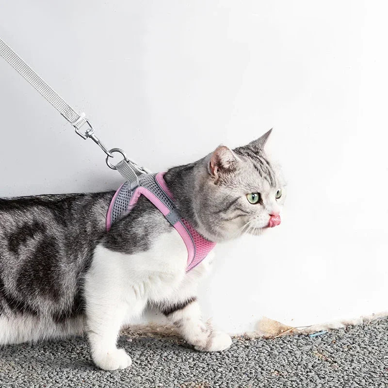 Set Pettorina e Guinzaglio Riflettente per Gatti